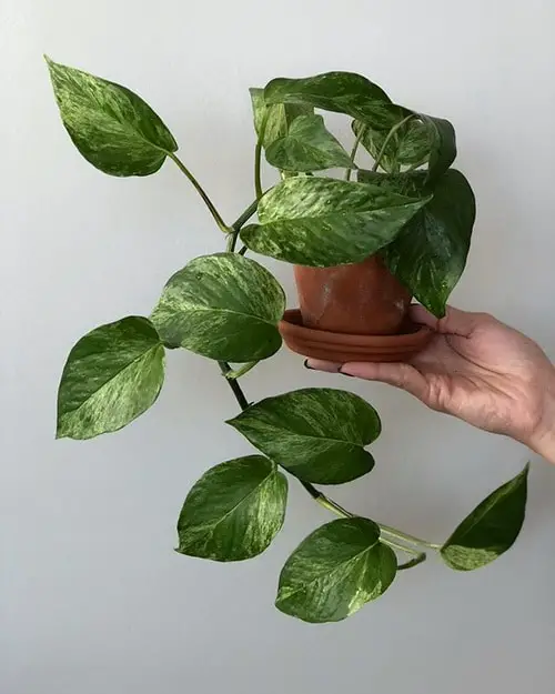 Variegated Versions of Most Popular Houseplants indoor