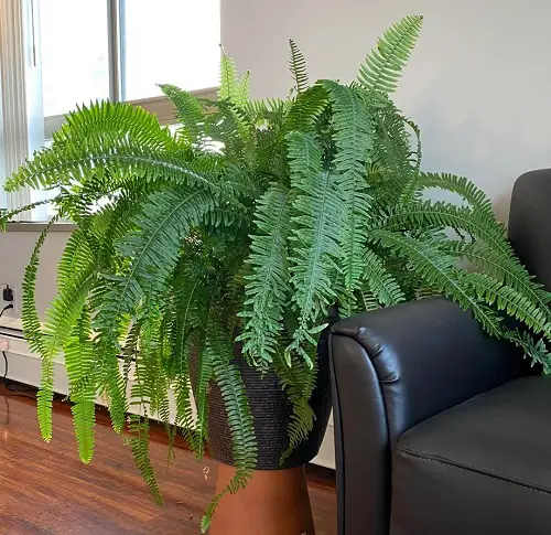 Kimberly Queen fern in pot