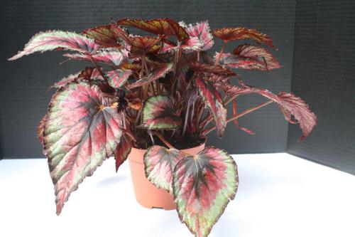 Variegated Versions of Most Popular Houseplants