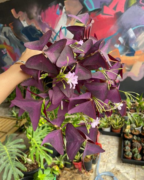 Indoor Flowering Plants for Hanging Baskets 6