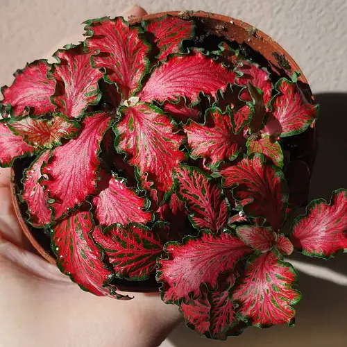 Most Beautiful Fittonias in pot