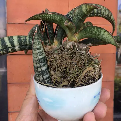 Variegated Versions of Most Popular Houseplants 31