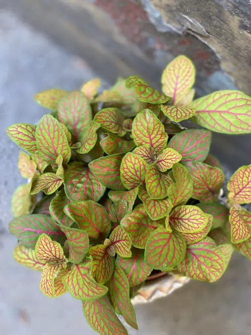 Variegated Versions of Most Popular Houseplants 51
