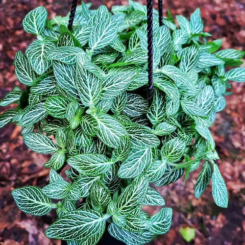 Most Beautiful Fittonias hanging