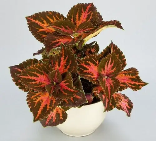 Bronze Leaf Houseplants 14