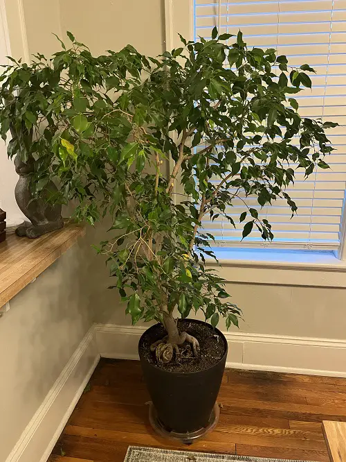 weeping fig in pot