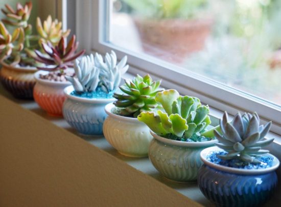 Succulent Windowsill Ideas The Color Train