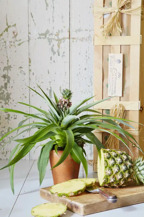 beautiful Bromeliads Anyone Can Grow Easily Indoors