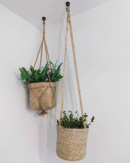 Blue Star Fern in Hanging Bags