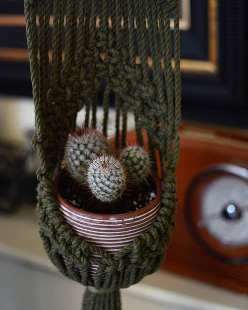 Green Plant Hanger for Cactus