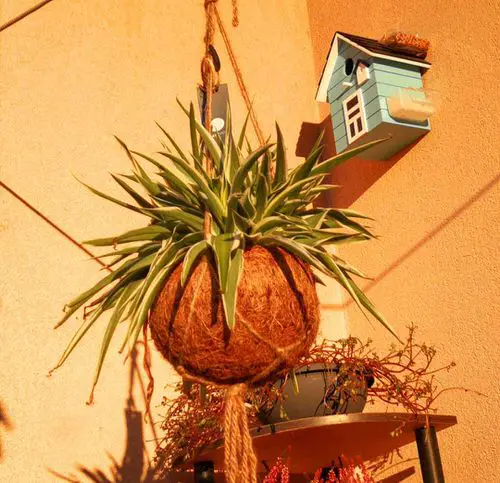 Hanging Strings Plant Ideas Kokedama Planter