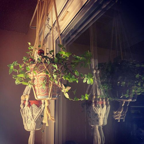 Hanging Pots by a Window