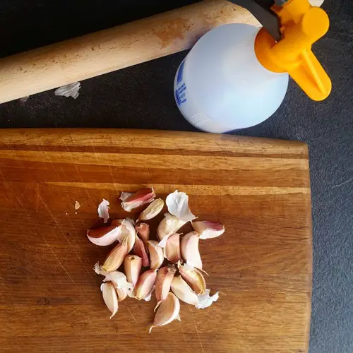 Make and Use Garlic Water Pesticide for Plants