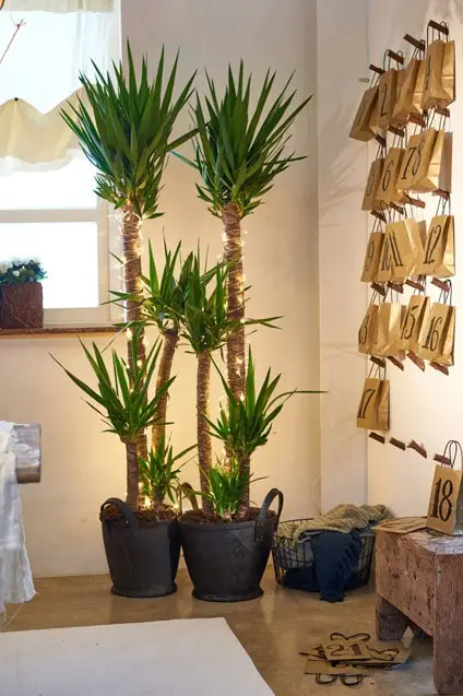 Christmas Decor Ideas with Plants 4