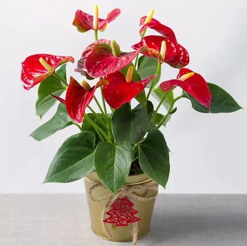 Red Heart Shaped Indoor Plants