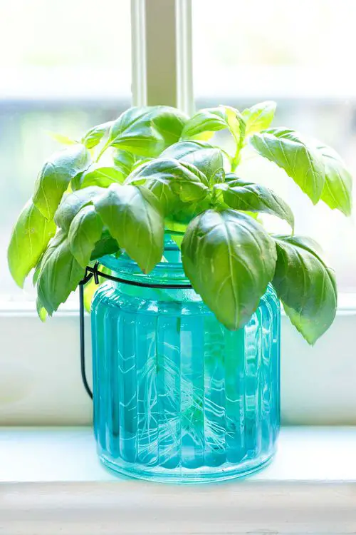 Herbs that Can be Grown in Water Indoors All Year Round