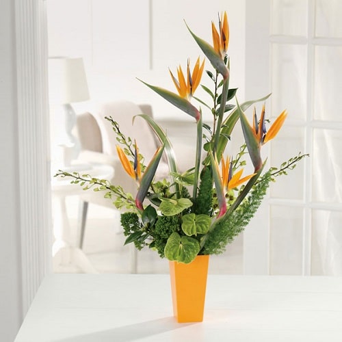 Perfect Hotel Plants You Can Grow in Your Home