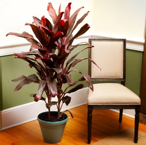 Beautiful Indoor Cordyline Varieties