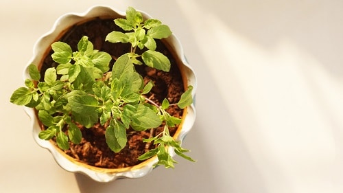 Herbs You Can Grow for Cough and Cold
