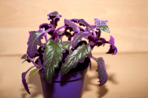 Fuzzy Foliage Houseplants