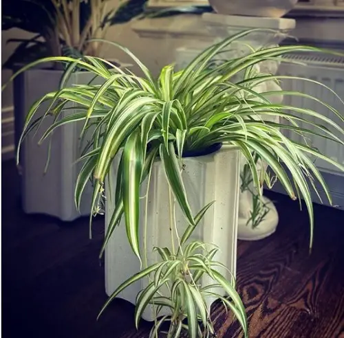 Indoor Plants that Reduce Respiratory Problems