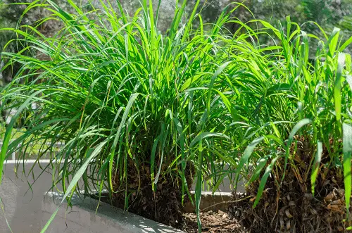 Herbs for Cough and Cold
