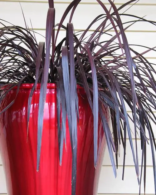 top Gorgeous Indoor Cordyline Types