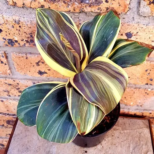 beautiful Indoor Cordyline Types
