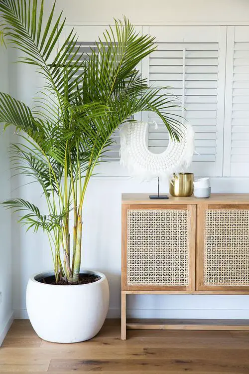 Is Majesty Palm Toxic to Cats