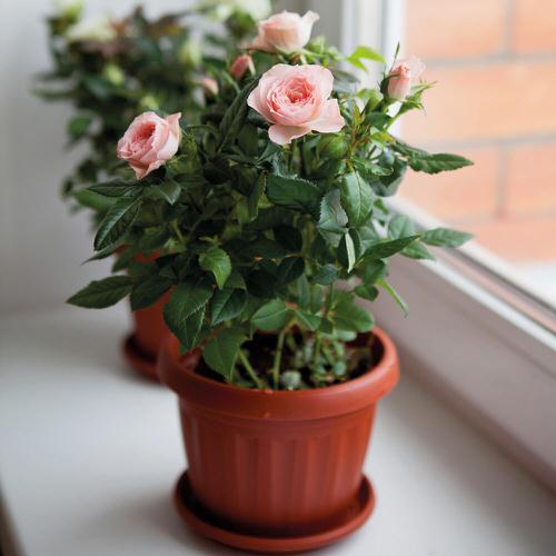 Lucky Plants and Flowers 6
