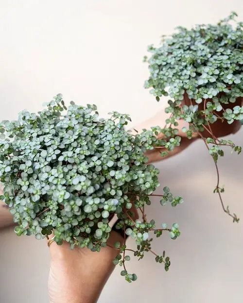 Silver Leaf Houseplants 6