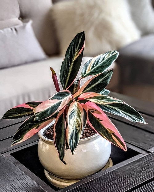 Indoor Rainbow-Flowered Plants 