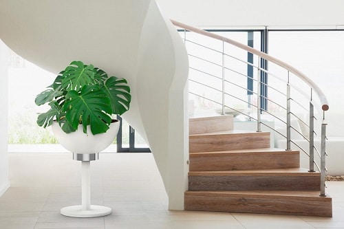 Perfect Hotel Plants You Can Grow in Your Home 6
