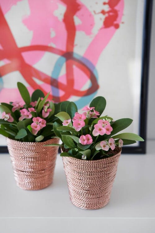 Easiest Indoor Blooming Houseplants 6