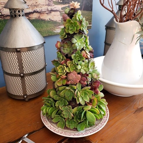 Beautiful Centerpiece Succulent Tree