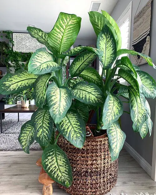 Fast Growing Indoor Plants
