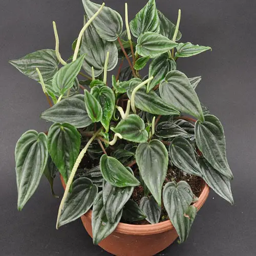 Fuzzy Foliage Houseplants 