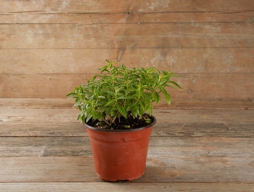 Lemon Verbena Herbs You Can Grow for Cough and Cold