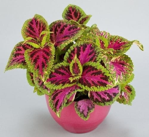 best Indoor Rainbow-Flowered Plants