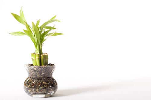 Different Types of Lucky Bamboo Styles 6