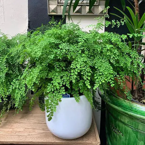 Window Facing Indoor Plant 13