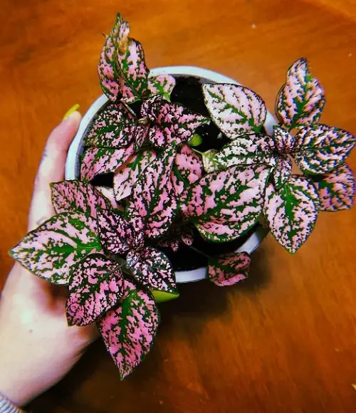 Indoor Rainbow-Flowered Plants