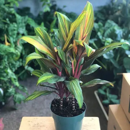 beautiful Gorgeous Indoor Cordyline Types