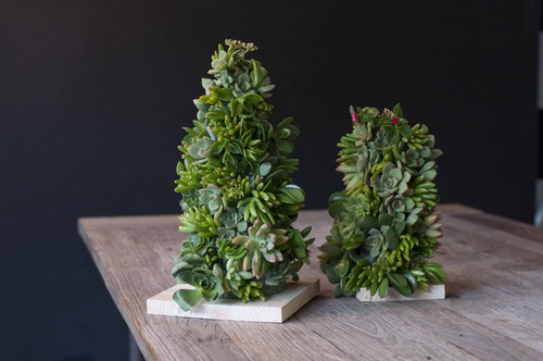Succulent Tree with a Wooden Platform