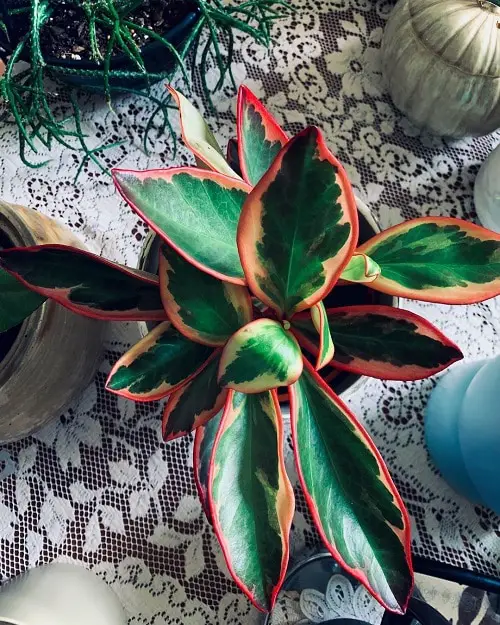 beautiful Indoor Rainbow-Flowered Plants