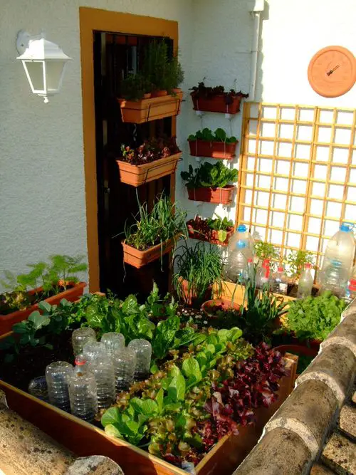 Edible Balcony Garden Pictures for Ideas 5