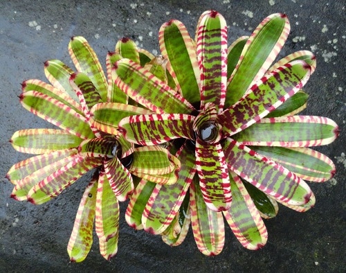 Indoor Plants with Vibrant Leaves 
