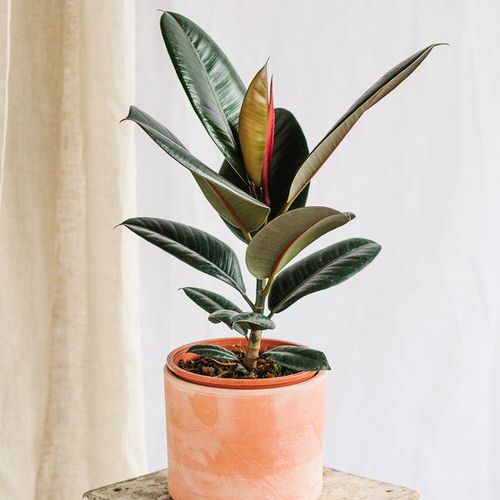 Best Plants for Living Room 24