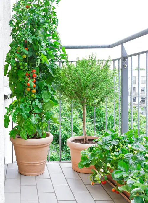 Edible Balcony Garden Pictures 6
