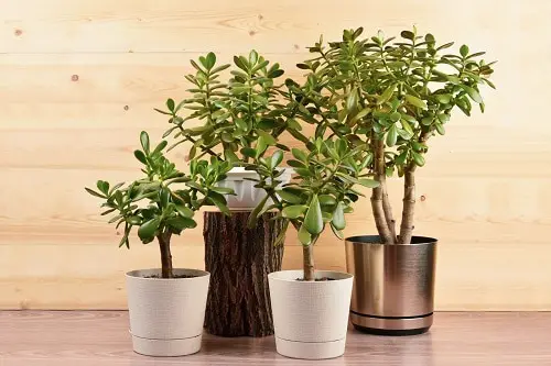Lucky Plants and Flowers 9